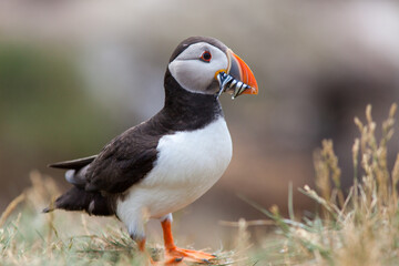 Puffin