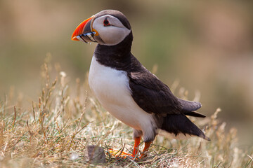 Puffin