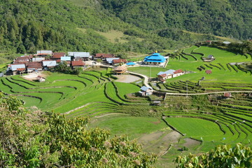 rice terraces in island