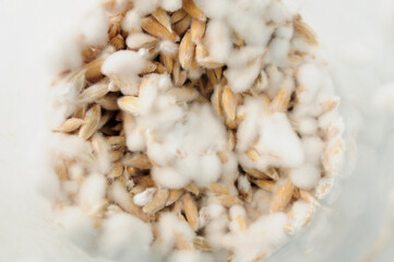 Mushroom's mycelium close-up,  mycelium on grain. Growing and cultivating organic Psilocybe Cubensis mushrooms, natural vegan food. Mushroom hypha threads.