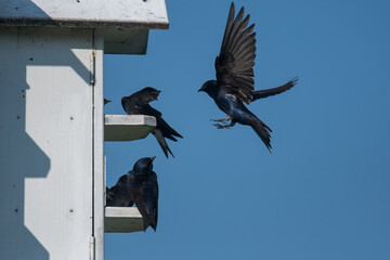Purple Martin landing at birdhouse with other purple martins