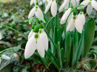 Fototapeta premium Close up group of Snowdrops or Galanthus. Early spring flowers with white petals in to the spring forest. 