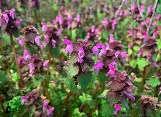 Purple dead-nettle. Red dead-nettle. Lamium purpureum. Purple archangel. Velikdenche. Macro close up herbal wild flower.