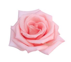 Pink rose head flower isolated on white background, soft focus and clipping path