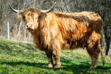 szkockie krowy, Highland Cattles