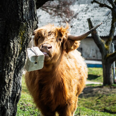 szkockie krowy, Highland Cattles © Tomasz