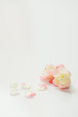 満開のボケの花