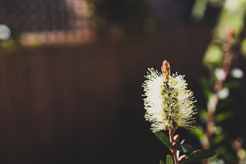 native Australian bottle brush callistemon plant with yellow flowers outdoor in sunny backyard
