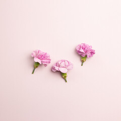 Obraz na płótnie Canvas Pink carnation flowers on pink background. flat lay, top view, copy space