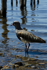 Vanellus chilensis or tero tero, bird in the water