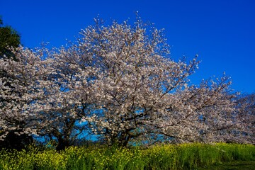 風土記の丘の桜