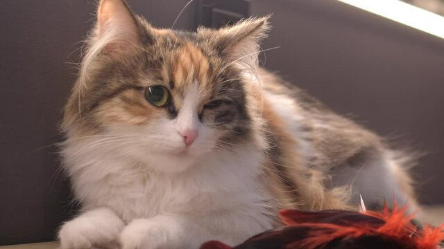 A beautiful tricolor cat with a sore eye lies in a dark grummer's studio with a red toy: a place for text, soft focus