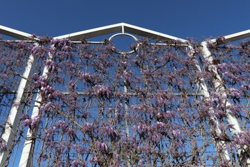 Glycine en fleur sur le grillage d'un stade, ville de Vénissieux, département du Rhône, France