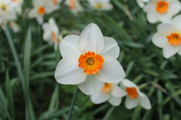 White daffodil flower
narcissi
spring flower
UK - United Kingdom