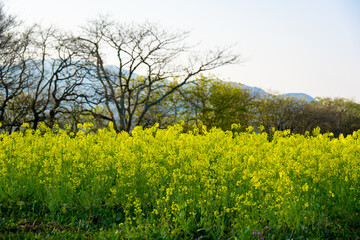 Obraz premium 風土記の丘の桜