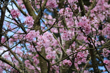 Cherry tree
Cherry blossom
Tree blossom
UK - United Kingdom
Tree flowers
spring