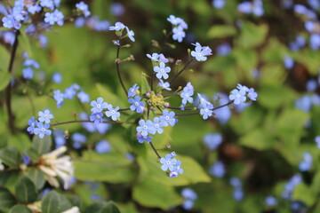 Myosotis sylvatica (Wood Forget-me-not)
Forget me not
Flower spring
Spring flower
Woodland flower
blue flower
UK - United Kingdom