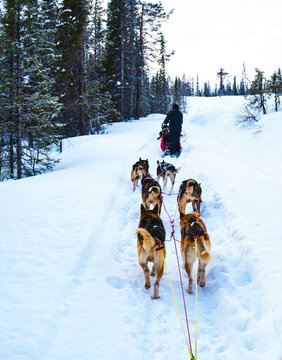Dog sledding with Alaskan huskies through a winter wilderness.
