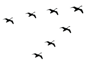 migratory birds and bird migration from the south. A wedge of swans in the sky, silhouette, isolated on a white background. Vector stock illustration.