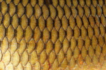 background from fish scales. golden carp. macro view of fish scale skin texture. © Максим Травкин