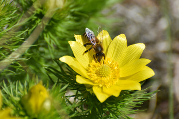 Honey bee on blooming adonis flower, Spring background, honey bee pollinating wild yellow flower