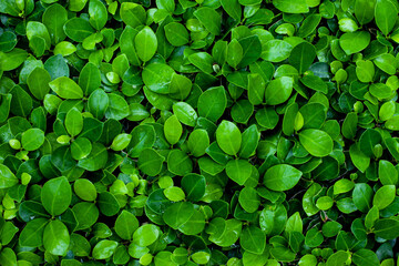 Fototapety  Full Frame of Green Leaves Texture Background. tropical leaf