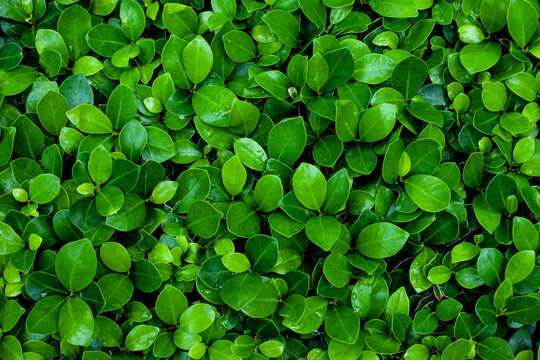 Fototapeta Full Frame of Green Leaves Texture Background. tropical leaf