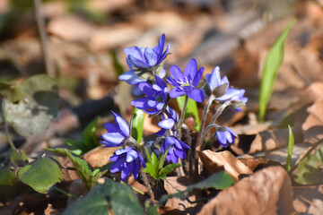 Liverwort, spring blue flowers of Hepatica Nobilis. Herbal medicine, blue flowers healing