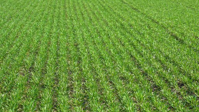 4k stock video footage of beautiful green young winter crops growing in farm field on sunny spring day outside