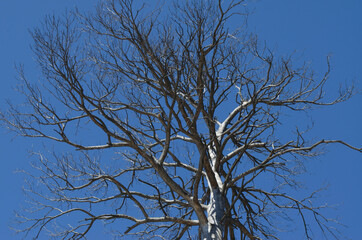 dry tree against the sky