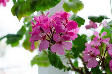 flowers pink bright geranium with blurred background