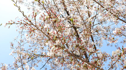 봄날의 벚나무에 달린 벚꽃