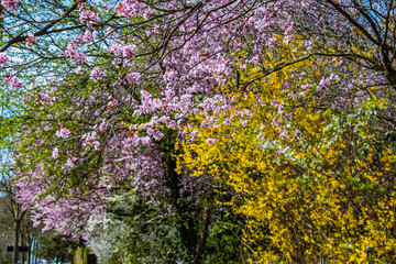 Farbenfrohes Ziergehölz in der Frühlingsblüte