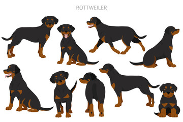 Rottweiler clipart. Different poses, coat colors set - obrazy, fototapety, plakaty