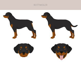 Rottweiler clipart. Different poses, coat colors set