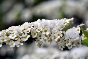 Schnee auf kleinen weißen Blüten