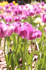 チューリップ 春 花畑 花びら 紫 かわいい 新生活 美しい 綺麗 優美 パープル