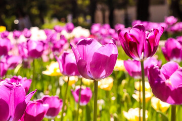 チューリップ 春 紫 花畑 美しい 満開 綺麗 優美 可憐 淡い 鮮やか パープル かわいい