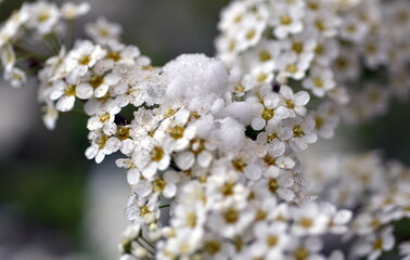 Schnee auf kleinen weißen Blüten