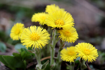 Coltsfoot flowers in spring forest. Blooming Tussilago farfara