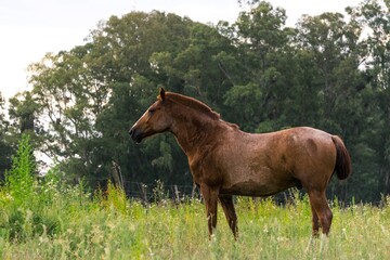 horse in a field, background of trees and green grass