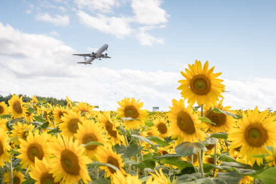 女満別空港のひまわり畑