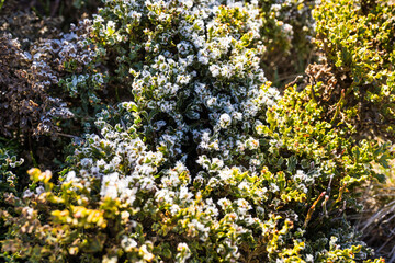 Frozen green plants background. Nature, texture