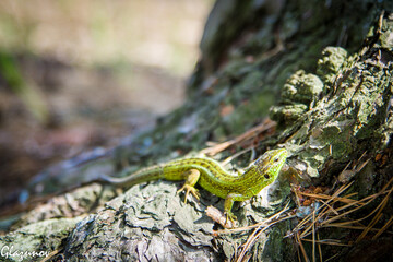 lizard on the stone