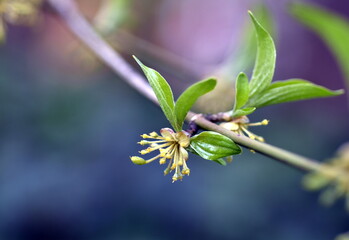 Junge Blätter und Knospen einer Kornelkirsche 
