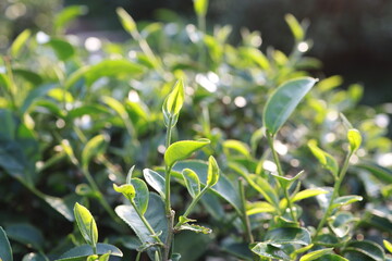 Green tea leaves in a tea plantation Closeup, Top of Green tea leaf in the morning