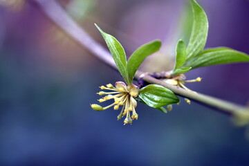 Junge Blätter und Knospen einer Kornelkirsche 