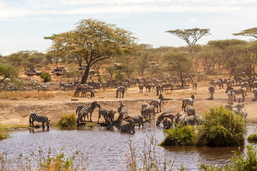 Down at the watering hole