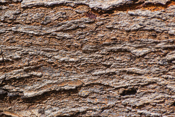 wood grain texture pattern background estructure oak wooden material natural surface dry hardwood tree wallpaper weathered abstract backdrop.