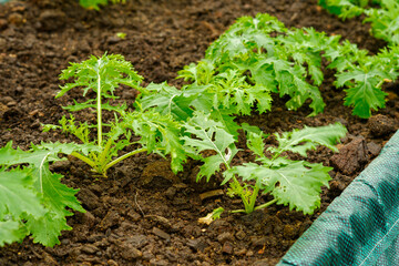 The background of green leaves of japanese mustard mizuna in the garden closeup,  Useful spicy...